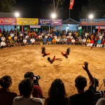 Engage in thrilling đá gà thomo action as roosters battle in a lively arena.